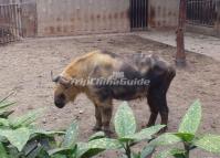 Chengdu Zoo-Takin 