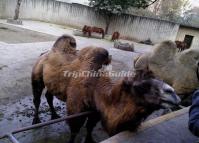 Chengdu Zoo-Camel