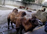 Chengdu Zoo-Camel