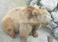 Chengdu Zoo-Bear