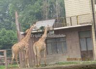 Chengdu Zoo-Giraffes