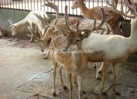 Chengdu Zoo-Deer