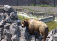 Chengdu Zoo-Bear