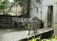 Chengdu Zoo-Zebra