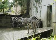 Chengdu Zoo-Zebra