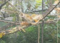 Chengdu Zoo Animal