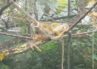 Chengdu Zoo Animal