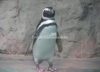 Chengdu Zoo-penguin 