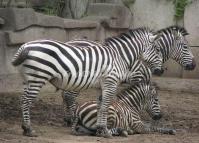 Chengdu Zoo-Zebra 