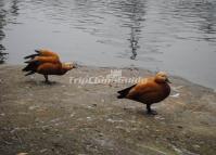 Chengdu Zoo-Mandarin Ducks