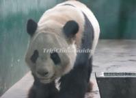 Chengdu Zoo-Giant Panda