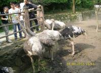 Chengdu Zoo-Ostrich