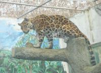 Chengdu Zoo-Snow Leopard 