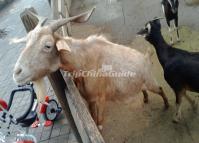 Chengdu Zoo-Goats