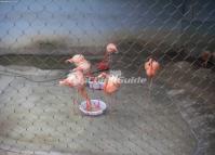 Chengdu Zoo-Flamingos