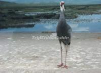 Chengdu Zoo-red -Crowned Crane 