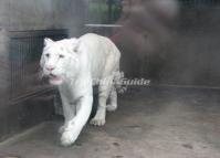 Chengdu Zoo-White Tiger