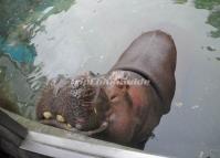 Chengdu Zoo-Hippo 