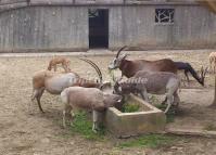 Chengdu Zoo-Antelope 