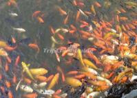 Chengdu Zoo Beautiful Fishes