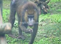 Chengdu Zoo-Baboon 