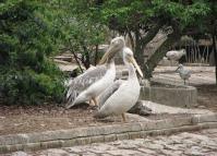 Chengdu Zoo-Gannet