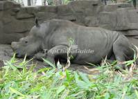 Chengdu Zoo-Rhinoceros 