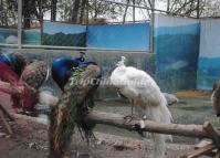 Chengdu Zoo-Peacocks