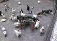 Chengdu Zoo-Birds