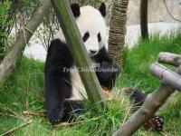 China Conservation and Research Center for the Giant Panda Dujiangyan Base