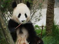 China Conservation and Research Center for the Giant Panda Dujiangyan Base