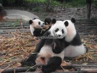 China Conservation and Research Center for the Giant Panda Dujiangyan Base