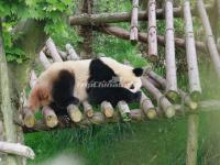 China Conservation and Research Center for the Giant Panda Dujiangyan Base