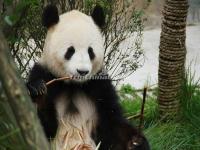 China Conservation and Research Center for the Giant Panda Dujiangyan Base