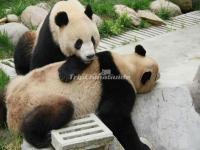 China Conservation and Research Center for the Giant Panda Dujiangyan Base