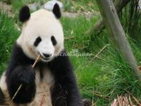 China Conservation and Research Center for the Giant Panda Dujiangyan Base