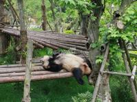 China Conservation and Research Center for the Giant Panda Dujiangyan Base