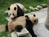 China Conservation and Research Center for the Giant Panda Dujiangyan Base