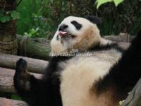 China Conservation and Research Center for the Giant Panda Dujiangyan Base