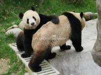 China Conservation and Research Center for the Giant Panda Dujiangyan Base