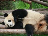 China Conservation and Research Center for the Giant Panda Dujiangyan Base