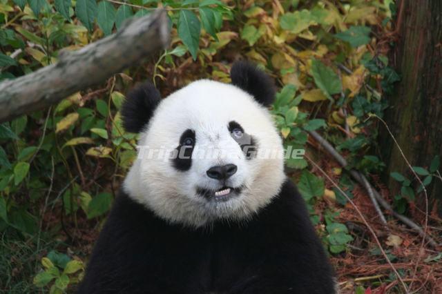 China Panda Culture