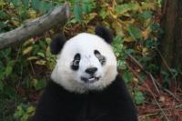 China Panda Culture 