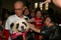 China Panda Culture 