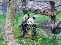 The Pandas in China Panda Valley