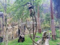 China Panda Valley
