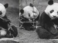 The Pandas in Dujiangyan China Panda Valley