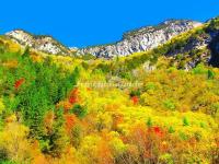 The Color Leaves in Dagu Glacier National Park 