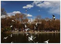 Grand View Garden Pigeons 