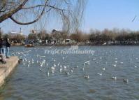 Pigeons at Daguan Park Kunming 